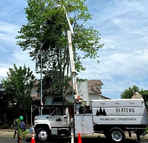 Slaters affordable tree service santa rosa and sonoma county