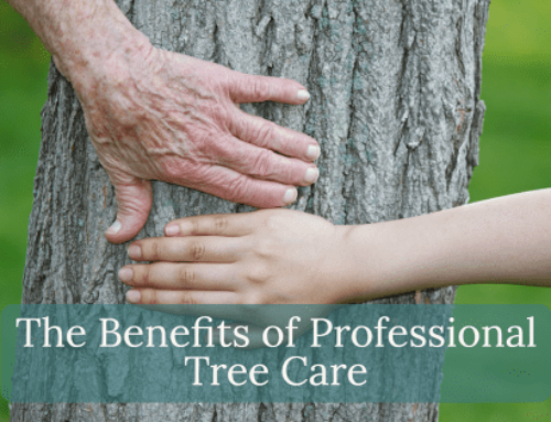 The Benefits of Professional Tree Care