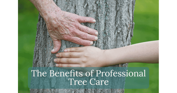 professional tree care