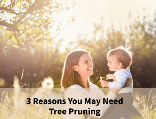 3 Reasons You May Need Tree Pruning