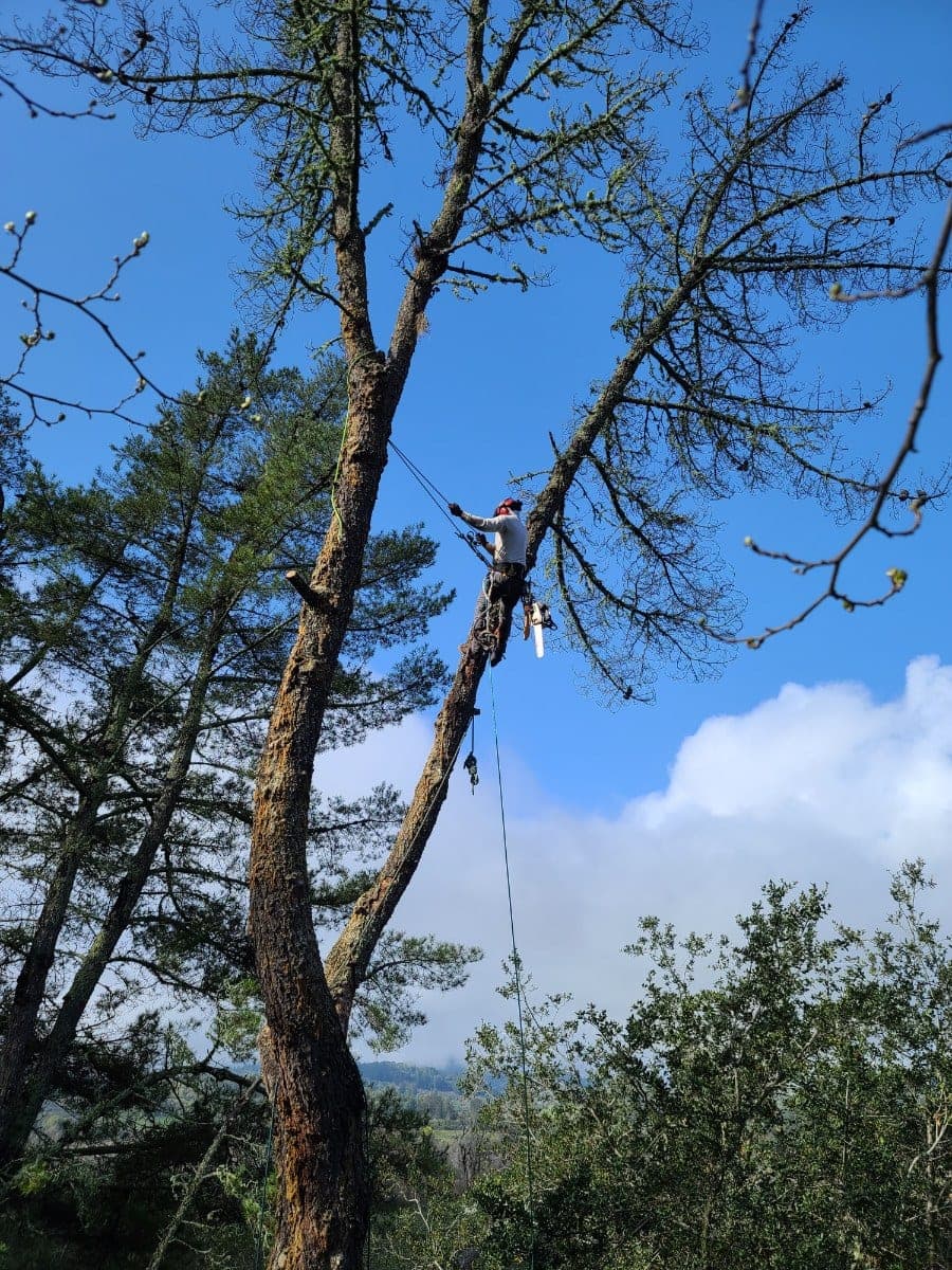 Slater's Professional Tree Care crown work job — serving Windsor, CA