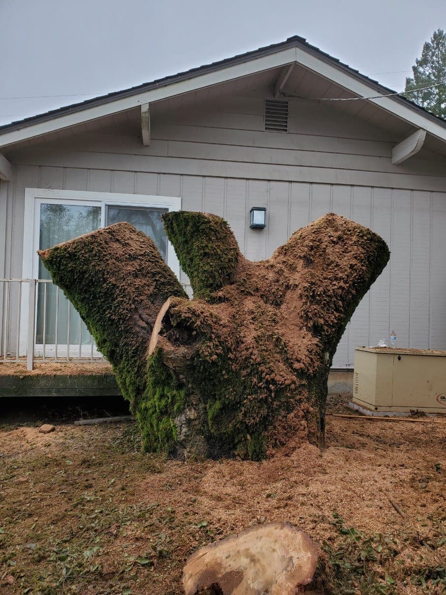 Slater's Professional Tree Care stump grinding job — serving Windsor, CA