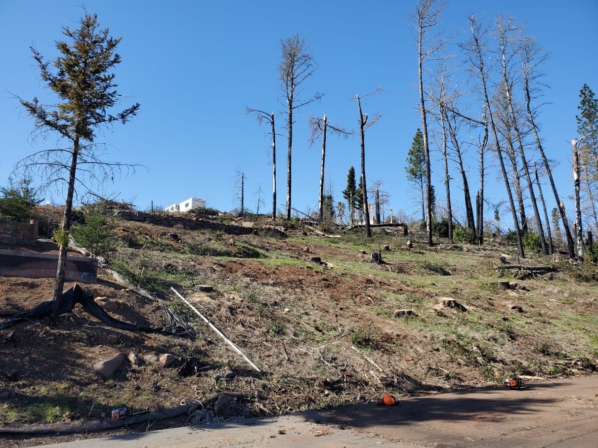 Slater's Professional Tree Care fuel reduction and defensible space job — serving Windsor, CA