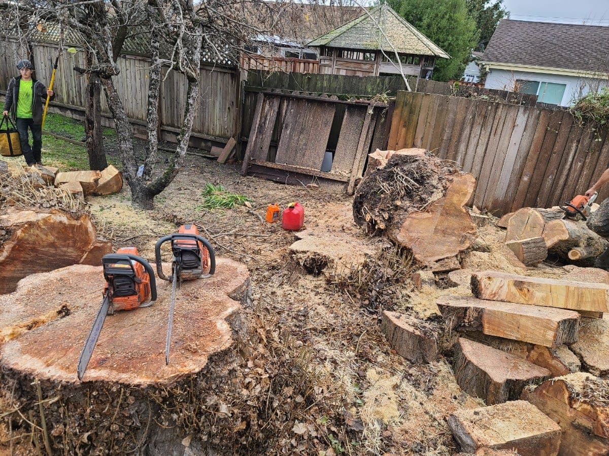 Slater's Professional Tree Care stump grinding job &mdash; serving Santa Rosa, CA